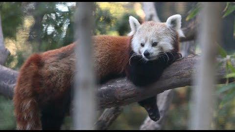 Watch: Reid Park zoo welcomes adorable red panda